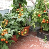 Kako uzgajati paradajz na balkonu - praktični savjeti